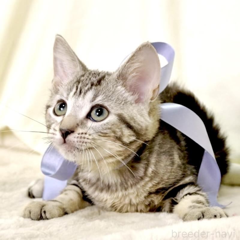 販売中の栃木県のマンチカン-127031の11枚目